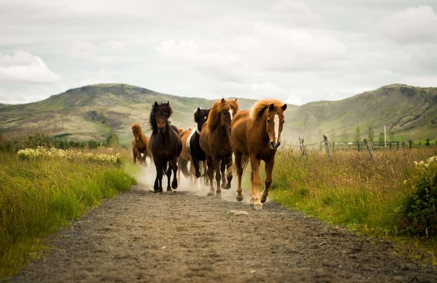 Reykjadalur: Horseback Riding Tour for Families & Beginners - Getting fitted: helmets, rain gear, and winter suits