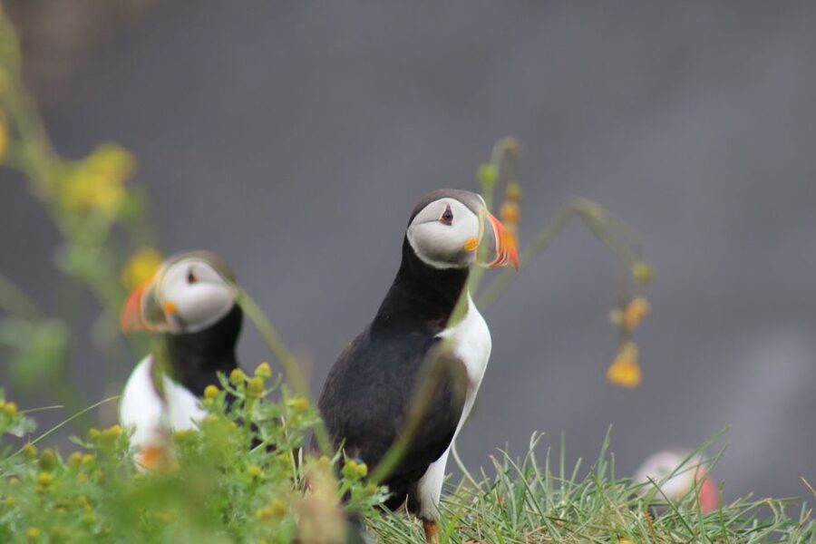 Reykjavik: 1-Hour Puffin Watching Tour - Key Things You’ll Notice Before You Go