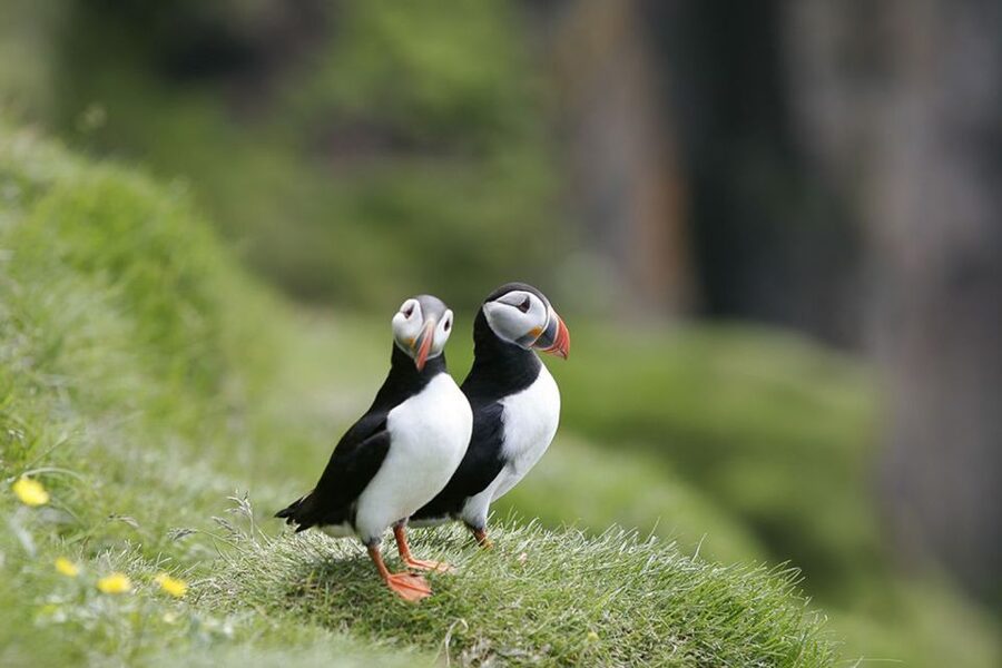 Reykjavik: 1-Hour Puffin Watching Tour - Leaving the Harbor: the short yacht ride that sets you up