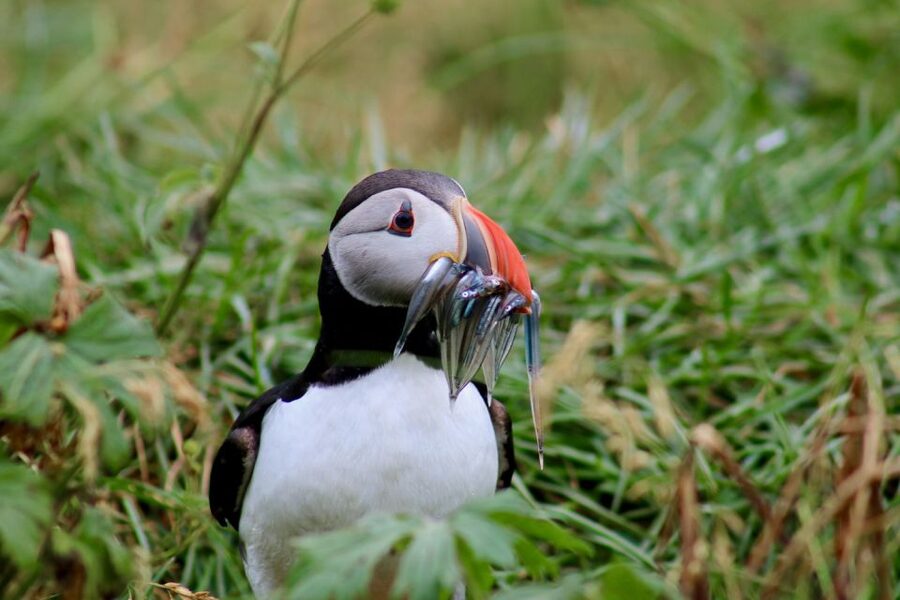 Reykjavik: 1-Hour Puffin Watching Tour - Boat time details: walking, viewing angles, and the comfort factor