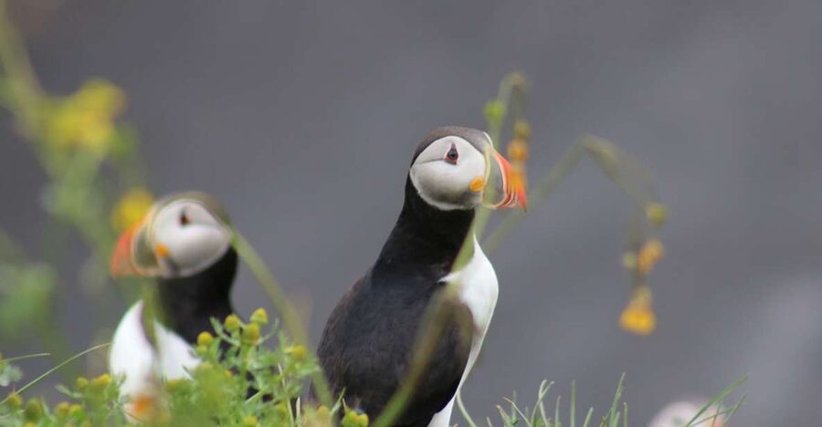 Reykjavik: 1-Hour Puffin Watching Tour - Check-in at Ægisgarður 5: gear up fast in Reykjavik Harbor