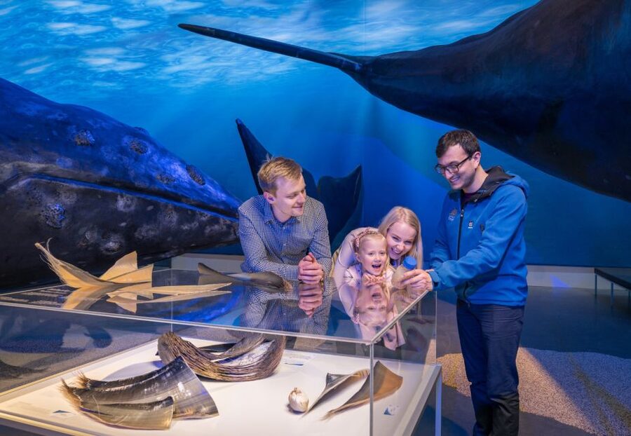 Reykjavik: 2-Hour Northern Lights by Boat with Backup Plan - Food and drinks: what’s included, what to plan for