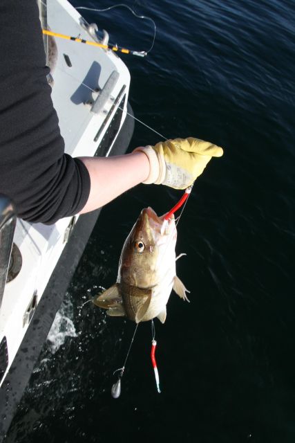 Reykjavik: 3-Hour Sea Angling Gourmet Experience Tour - Should You Book This Sea Angling Experience?
