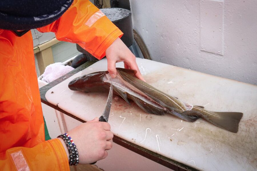 Reykjavik: 3-Hour Sea Angling Gourmet Experience Tour - Faxaflói Fishing Grounds: The Icelandic Tradition Behind the Trip
