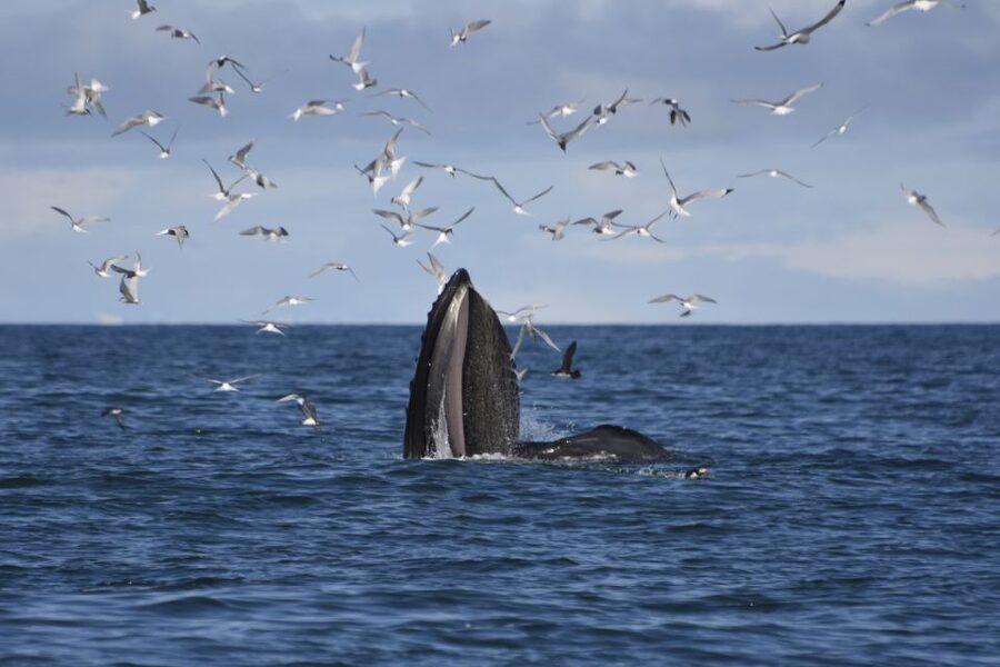 Reykjavik: ATV Ride & Whale Watching Boat Tour - Morning Pickup: Plan Like a Pro So You Don’t Chase the Van