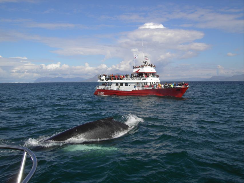 Reykjavik: ATV Ride & Whale Watching Boat Tour - The 1-Hour ATV Adventure to Reykjavik Peak: Adrenaline With a View