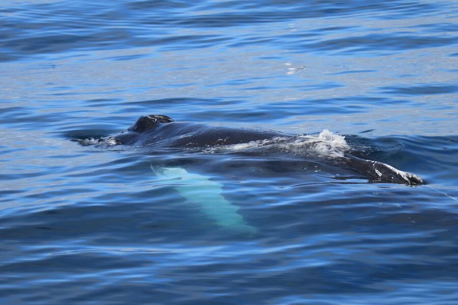 Reykjavik: Best Value Whale Watching Boat Tour - FAQ