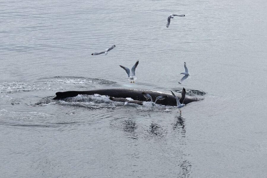 Reykjavik: Best Value Whale Watching Boat Tour - Faxaflói Bay: the realistic chance at minke, humpbacks, and dolphins