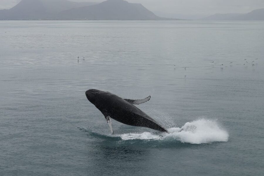 Reykjavik: Best Value Whale Watching Boat Tour - The 3.5-hour sailing plan: what happens once you leave Reykjavik