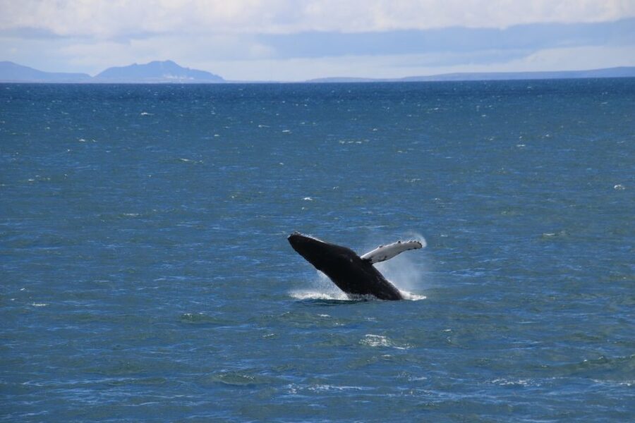 Reykjavik: Best Value Whale Watching Boat Tour - Spotting power: how the guide and captain change your odds