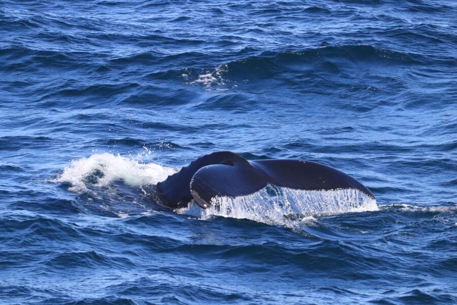 Reykjavik: Best Value Whale Watching Boat Tour - What $103 buys you (and what can affect the value)