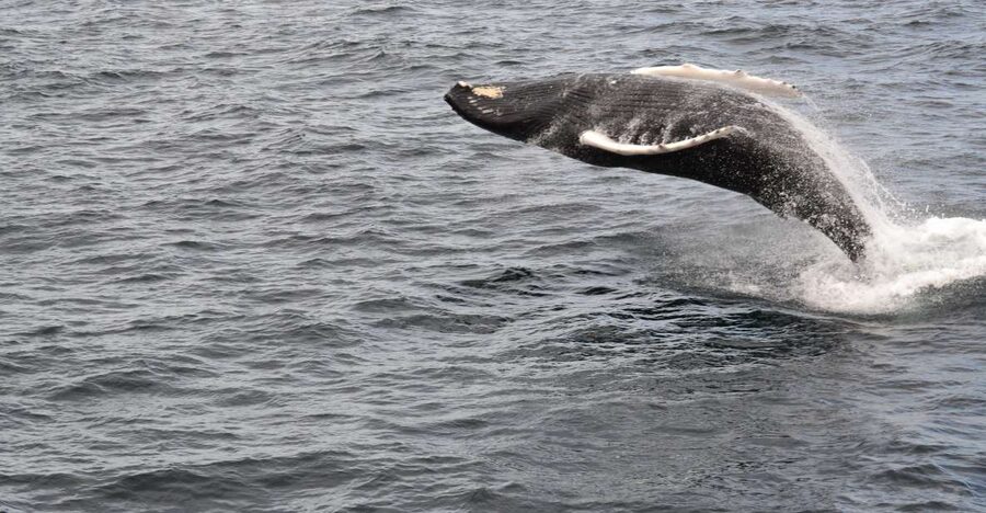 Reykjavik: Best Value Whale Watching Boat Tour - Who should book this whale tour, and who might rethink timing?
