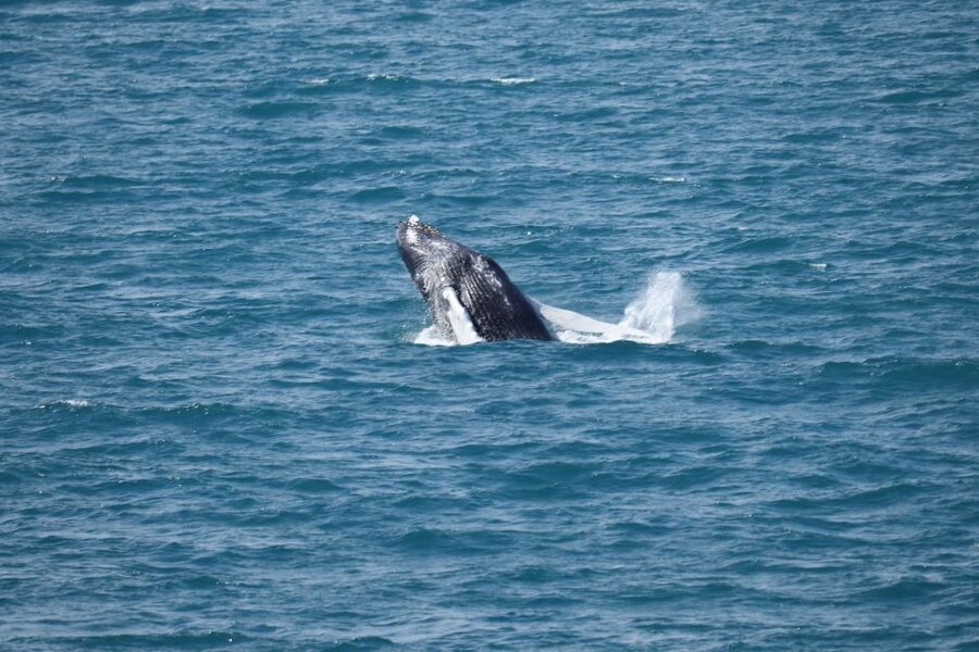 Reykjavik: Best Value Whale Watching Boat Tour - Should you book? My practical call