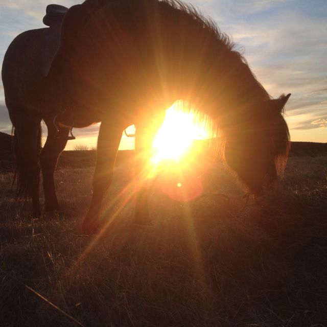 Reykjavik: Evening Sleipnir Horse Riding Tour with Pickup - Price and value: what $202 really buys you