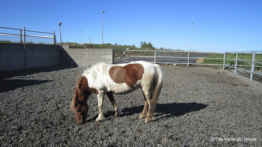Reykjavík: Horse Riding Tours - Small group size: why max 8 helps the whole experience