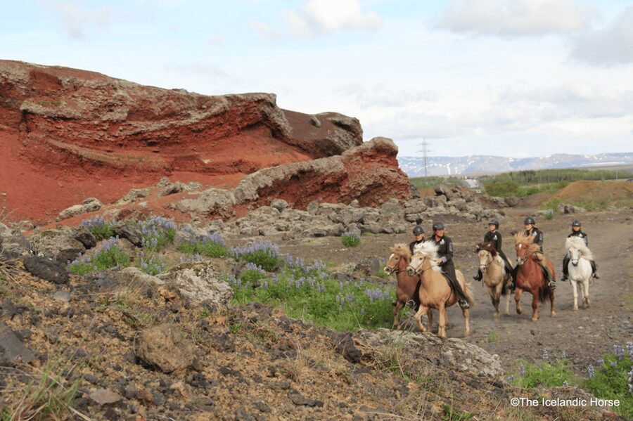 Reykjavík: Horse Riding Tours - Entering the stables: how the briefing sets you up fast