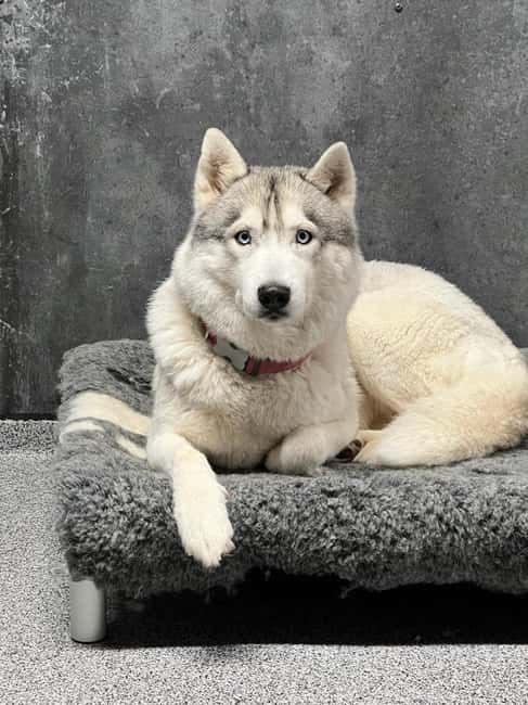 Reykjavík: Husky Kennel Visit with Hot Drinks - Key things you’ll remember from this husky visit