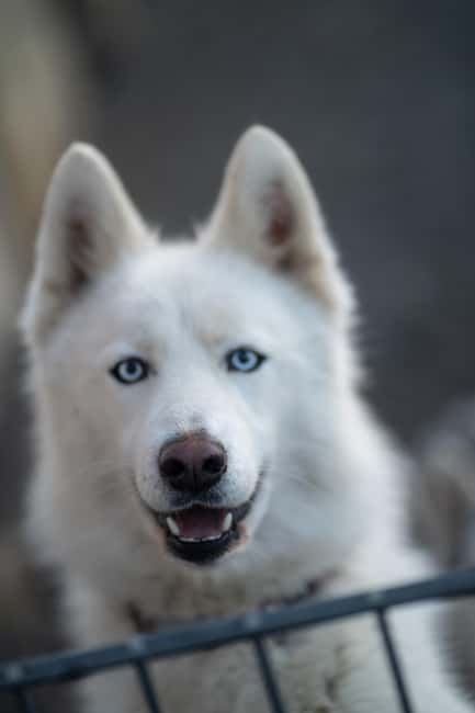 Reykjavík: Husky Kennel Visit with Hot Drinks - Price and value: is $91 per person fair for this 1-hour visit?
