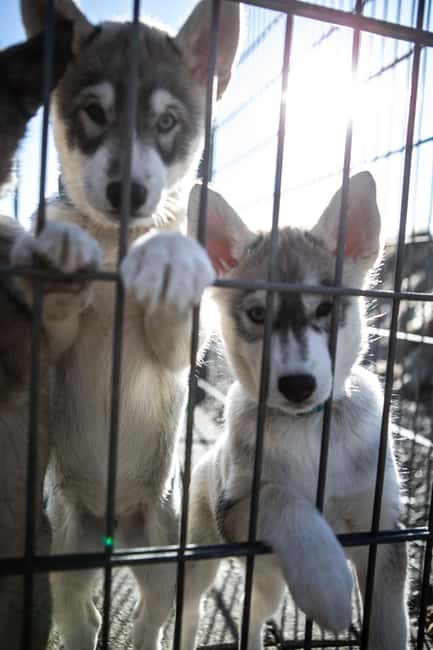 Reykjavík: Husky Kennel Visit with Hot Drinks - Who should book this husky visit (and who might not love it)