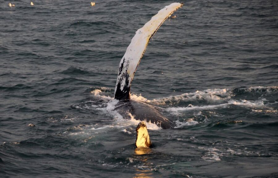 Reykjavík: Midnight Sun Whale Watching Cruise - Key things to know before you go