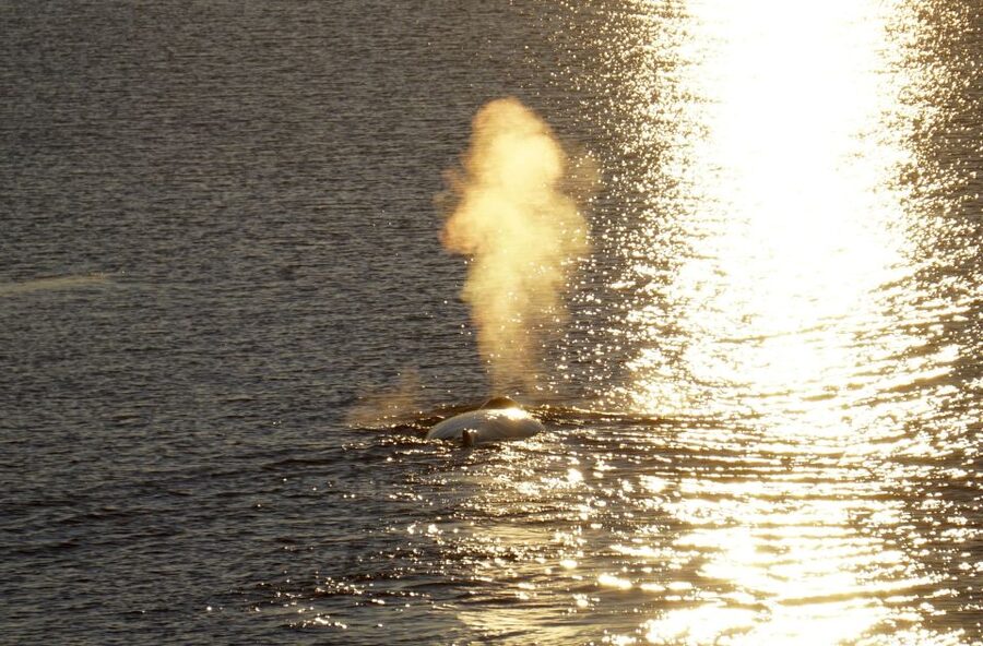 Reykjavík: Midnight Sun Whale Watching Cruise - Food, Wi-Fi, and what to pack beyond warm clothes