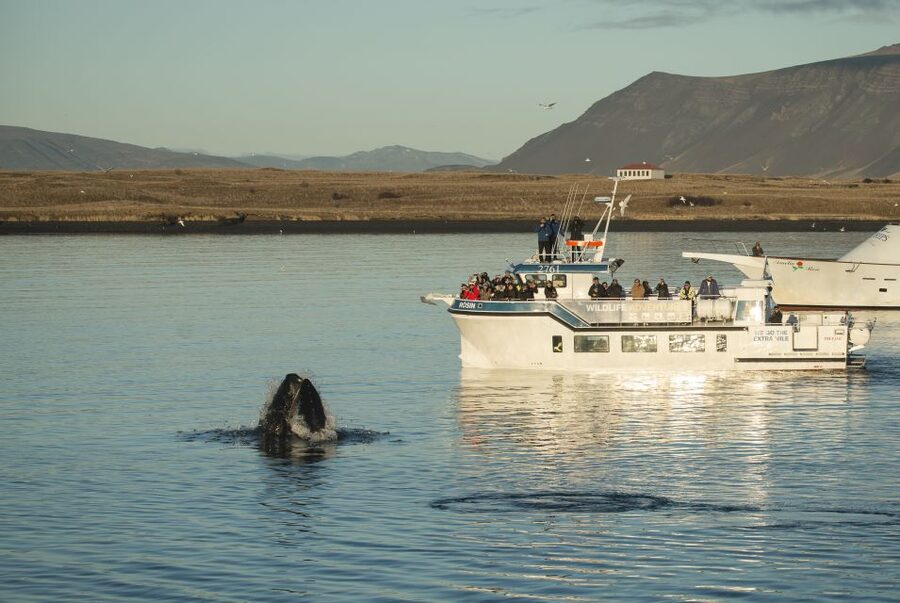 Reykjavík: Midnight Sun Whale Watching Cruise - The Rósin whale-spotting boat: Comfortable viewing, not a cattle-ride feeling
