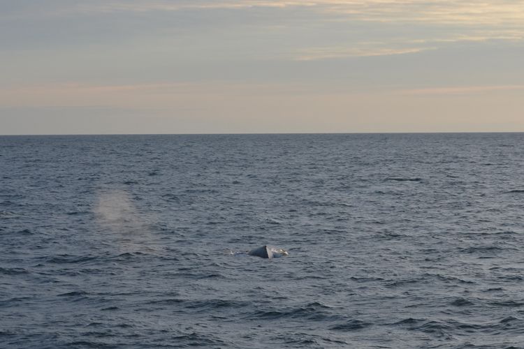 Reykjavik: Midnight Sun Whale Watching Tour - Midnight sun whale watching from Reykjavík: what you’re really paying for