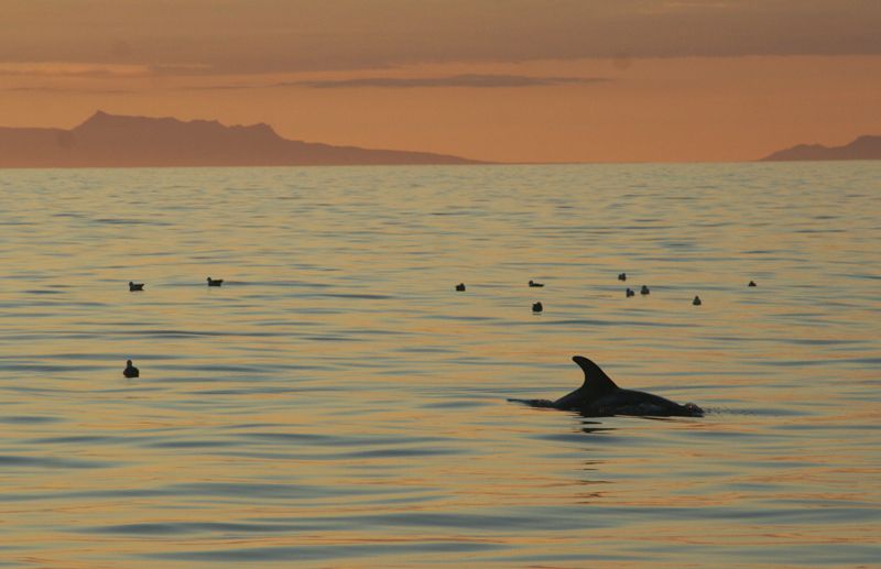 Reykjavik: Midnight Sun Whale Watching Tour - The “find whales” strategy: steady speed and trained spotting