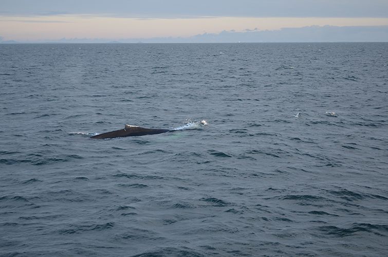 Reykjavik: Midnight Sun Whale Watching Tour - Small extras that make the cruise feel complete