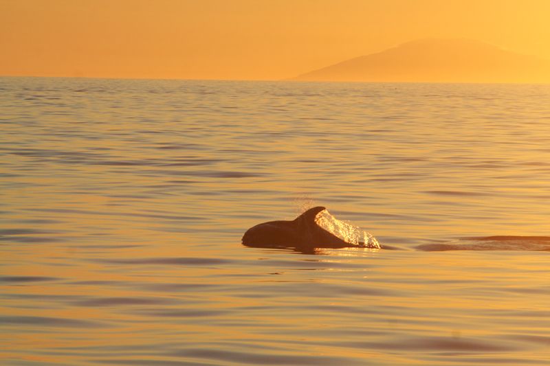 Reykjavik: Midnight Sun Whale Watching Tour - Who should book this midnight sun whale cruise?