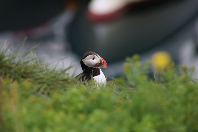 Reykjavik Premium Puffin tour | Close Up and Personal - Key things to know before you go