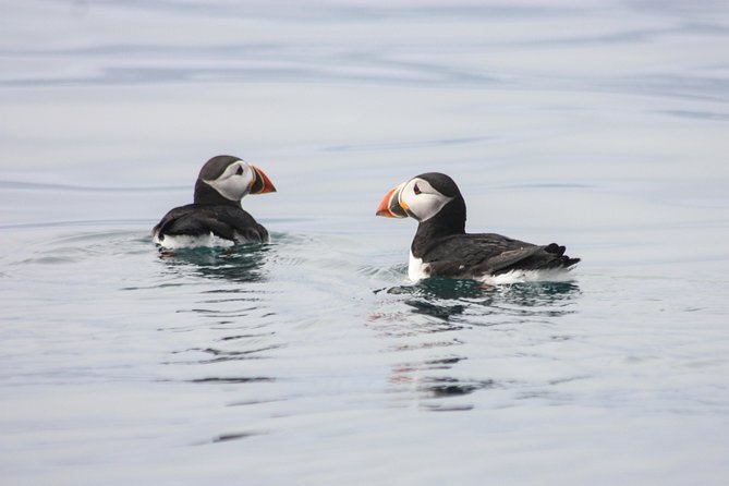Reykjavik Premium Puffin tour | Close Up and Personal - Why the Reykjavik Premium Puffin tour feels special (and not gimmicky)