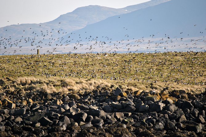 Reykjavik Premium Puffin tour | Close Up and Personal - RIB speed and sea conditions: what to expect on the water