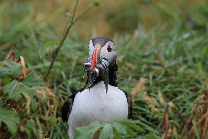 Reykjavik Premium Puffin tour | Close Up and Personal - Stop at Lundey: puffins, cliffs, and the rules that keep it ethical