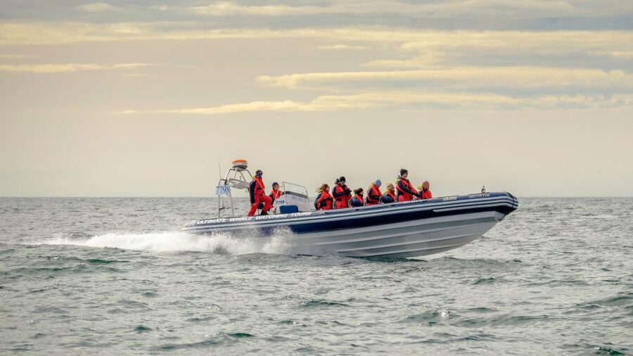 Reykjavik: Premium Whale and Puffin Watching Evening Tour - Key things to know about this Reykjavík RIB whale and puffin cruise