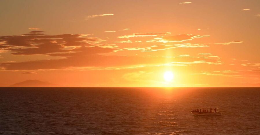 Reykjavik: Premium Whale and Puffin Watching Evening Tour - What makes this tour feel premium (and not just expensive)