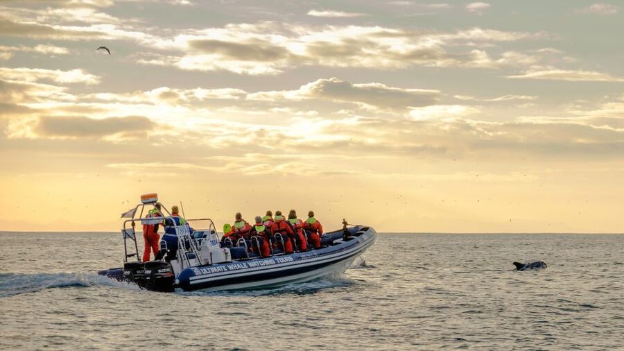 Reykjavik: Premium Whale and Puffin Watching Evening Tour - Guides make the difference: Maria and Miquel style of spotting