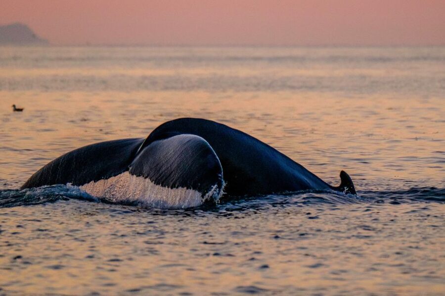 Reykjavik: Premium Whale and Puffin Watching Evening Tour - What to pack (so you enjoy the ride instead of surviving it)