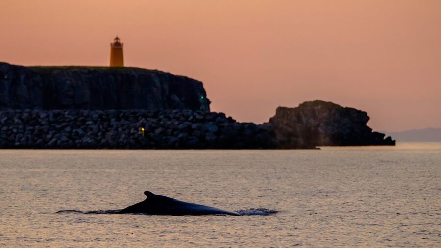 Reykjavik: Premium Whale and Puffin Watching Evening Tour - Who this tour suits best (and who should skip it)