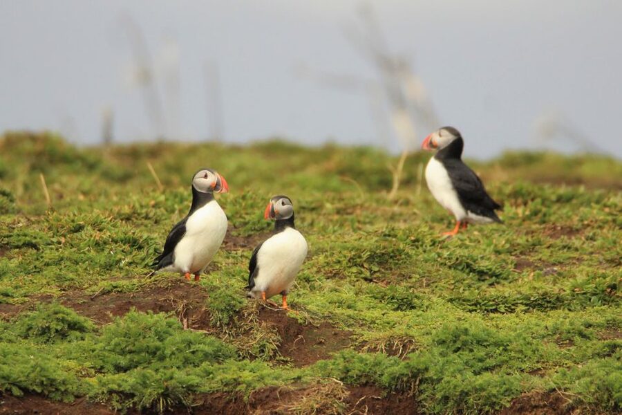 Reykjavik: Premium Whale and Puffin Watching Evening Tour - If you miss whales: the free return option