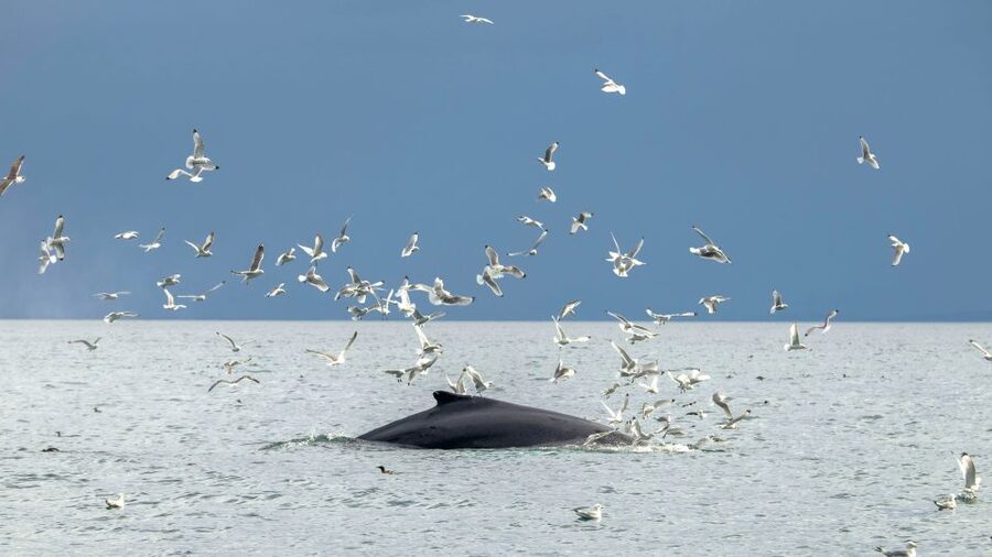 Reykjavik: Premium Whale Watching with Flexible Ticket - FAQ