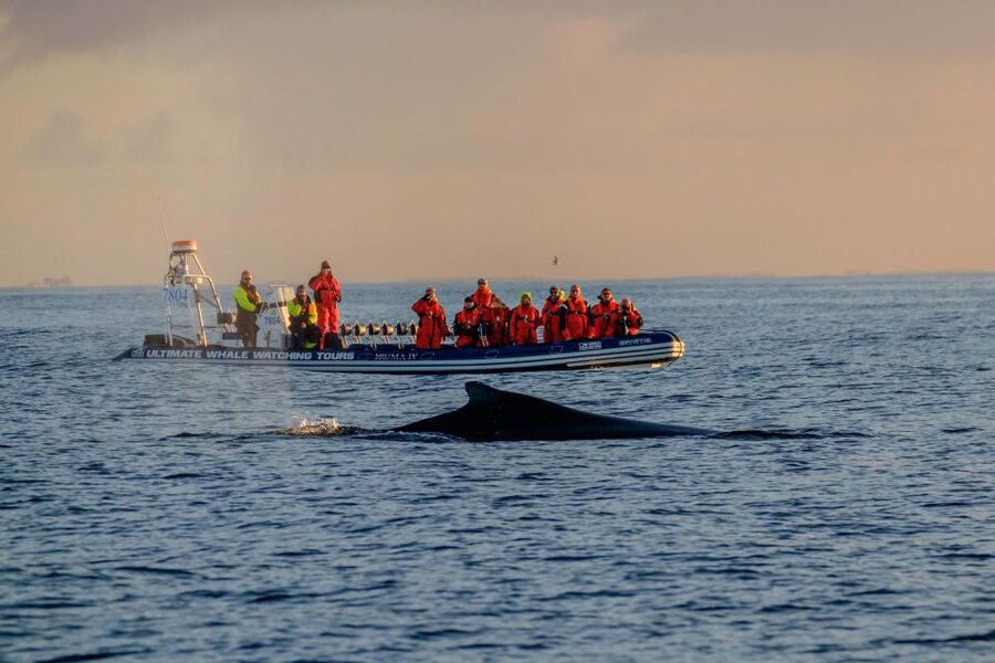 Reykjavik: Premium Whale Watching with Flexible Ticket - From Old Harbour to Faxafloi Bay in a RIB Speedboat