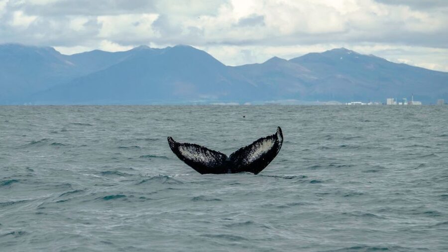Reykjavik: Premium Whale Watching with Flexible Ticket - The Comfort and Safety Details That Change the Experience