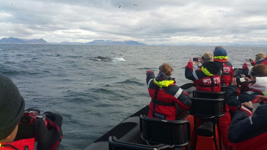 Reykjavik: Premium Whale Watching with Flexible Ticket - Price and Value: Why $202 Can Be Worth It (or Not)