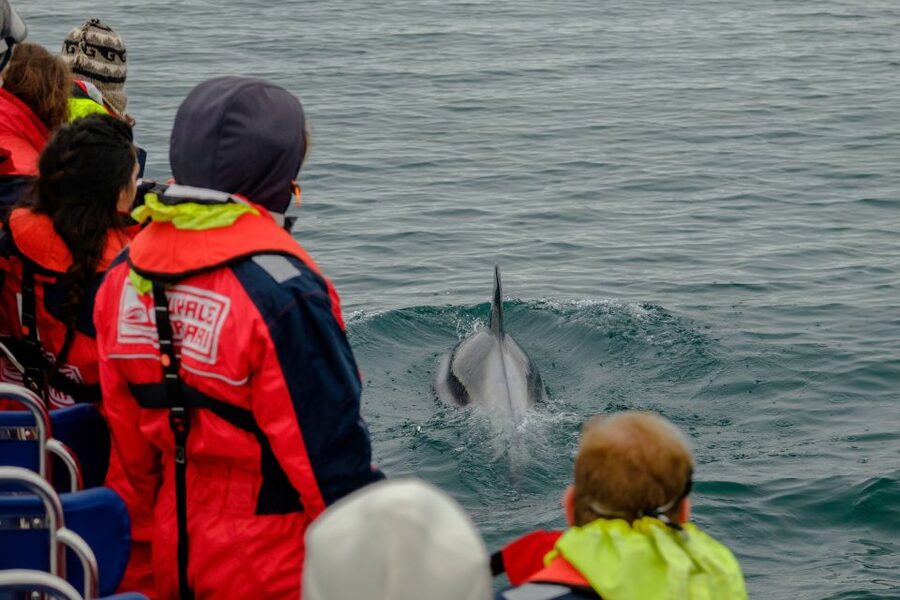 Reykjavik: Premium Whale Watching with Flexible Ticket - Who This Tour Suits Best (And Who Should Skip It)