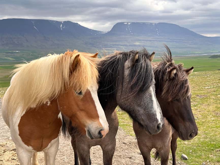 Reykjavik: PRIVATE Golden Circle tour with 5 TOP stops - Who this private Golden Circle tour fits best