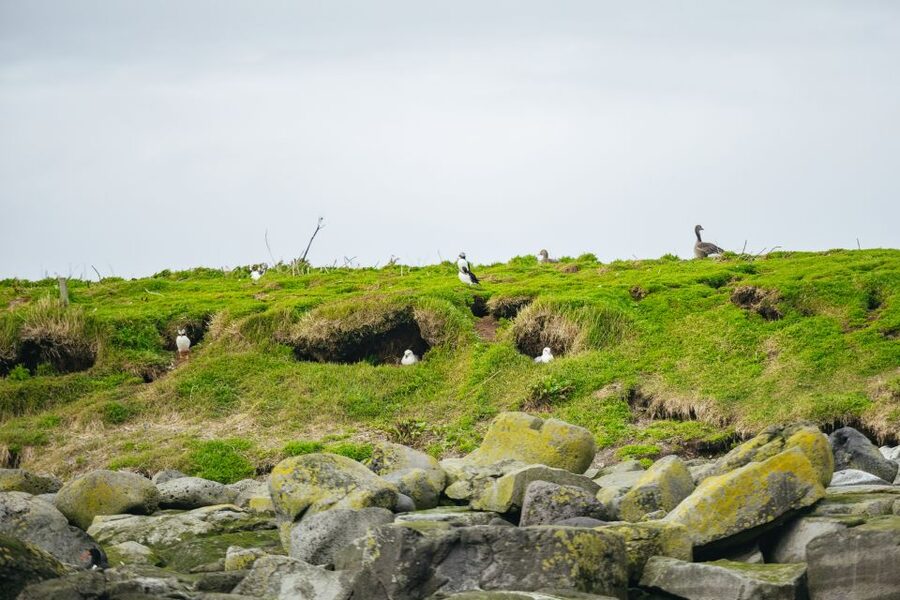 Reykjavik: Puffin Watching Boat Tour - Key Highlights You’ll Actually Care About