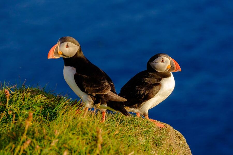Reykjavik: Puffin Watching Tour - Key things you’ll notice right away