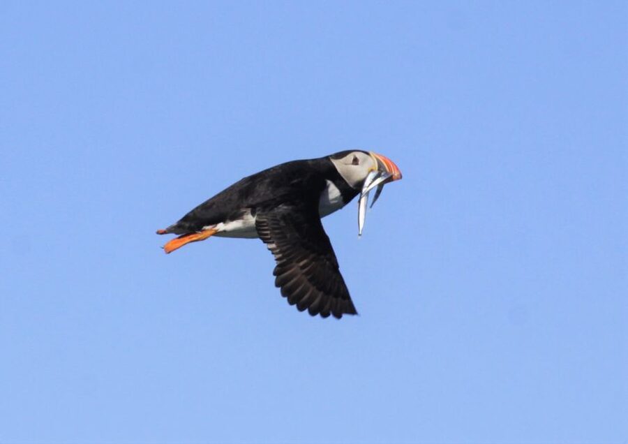 Reykjavik: Puffin Watching Tour - Small Cautions That Help You Enjoy It More