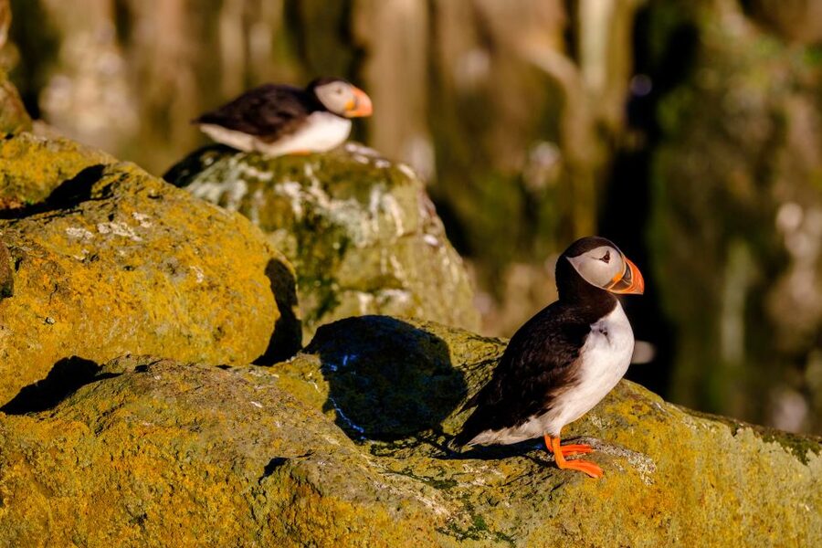 Reykjavik: Puffin Watching Tour - How the Guide Makes a Short Trip Feel Bigger
